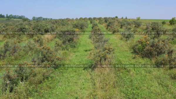 Горный Алтай. Плантации облепихи осенью. Вид с воздуха. Altai mountains. Sea-buckthorn plantations in autumn. Aerial view. Стоковое видео, видеограф Евгений Романов / Фотобанк Лори
