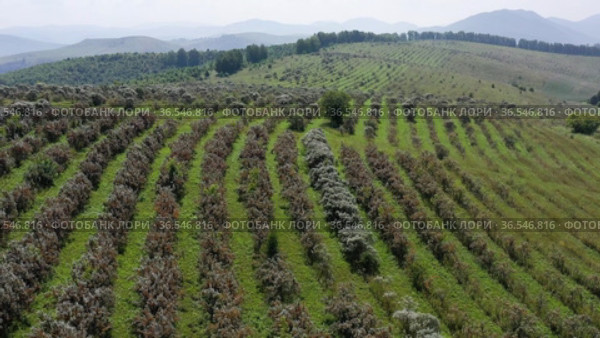Горный Алтай. Плантации облепихи осенью. Вид с воздуха. Altai mountains. Sea-buckthorn plantations in autumn. Aerial view. Стоковое видео, видеограф Евгений Романов / Фотобанк Лори