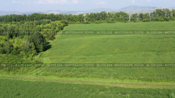 Горный Алтай. Поле солянки холмовой (Salsola collina). Вид с воздуха. Altai mountains. Field of saltwort (Salsola collina). Aerial view. Стоковое видео, видеограф Евгений Романов / Фотобанк Лори