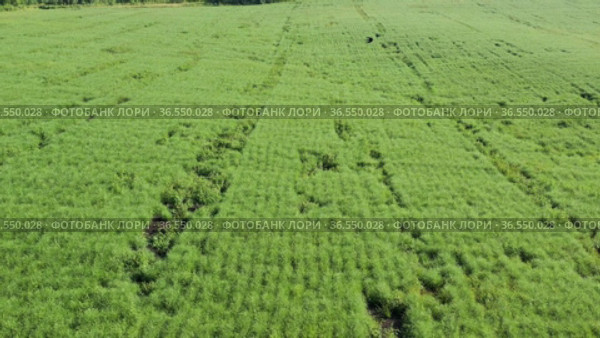Горный Алтай. Поле солянки холмовой (Salsola collina). Вид с воздуха. Altai mountains. Field of saltwort (Salsola collina). Aerial view. Стоковое видео, видеограф Евгений Романов / Фотобанк Лори