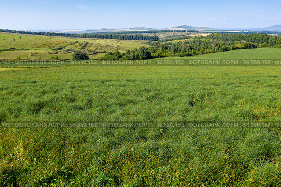 Горный Алтай. Поле солянки холмовой (Salsola collina). Вид с воздуха. Altai mountains. Field of saltwort (Salsola collina). Aerial view. Стоковое фото, фотограф Евгений Романов / Фотобанк Лори