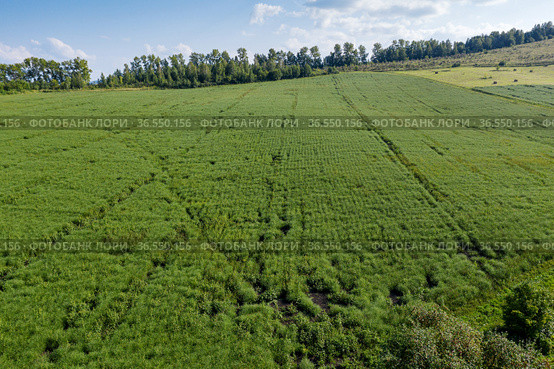 Горный Алтай. Поле солянки холмовой (Salsola collina). Вид с воздуха. Altai mountains. Field of saltwort (Salsola collina). Aerial view. Стоковое фото, фотограф Евгений Романов / Фотобанк Лори