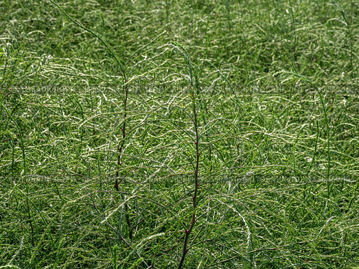 Горный Алтай. Поле солянки холмовой (Salsola collina). Altai mountains. Field of saltwort (Salsola collina). Стоковое фото, фотограф Евгений Романов / Фотобанк Лори