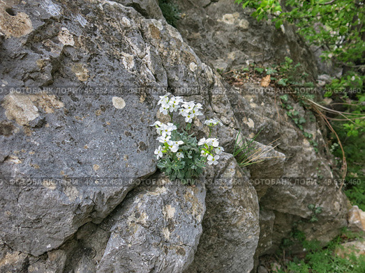 Горный цветок Резуха (Арабис) растет на скале. Стоковое фото, фотограф Татьяна Т / Фотобанк Лори
