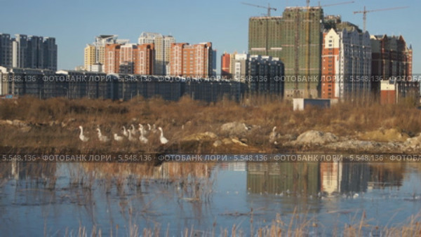 Город Хэйхэ (Китай). Домашние гуси на фоне новостроек (2013 год). Стоковое видео, видеограф Konstantin Kartashov / Фотобанк Лори