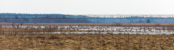 Город Кологрив. Гусиный заказник "Кологривская пойма" (2014 год). Стоковое фото, фотограф Сергей Лаврентьев / Фотобанк Лори