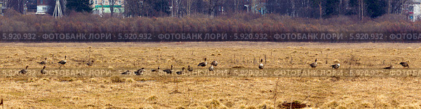 Город Кологрив. Гусиный заказник "Кологривская пойма" (2014 год). Стоковое фото, фотограф Сергей Лаврентьев / Фотобанк Лори