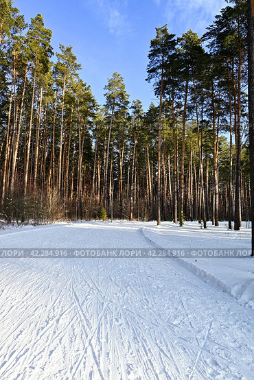 Город Заводоуковск. Трасса биатлонного центра (2023 год). Стоковое фото, фотограф Александр Тараканов / Фотобанк Лори