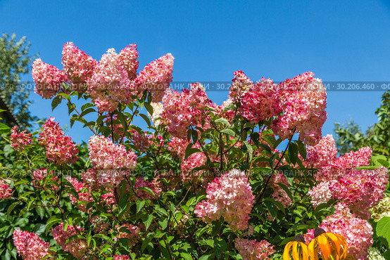 Гортензия метельчатая Ваниль Фрэз / Рени. Hydrangea paniculata Vanille Fraise / Rehny. Штамб. Стоковое фото, фотограф Ольга Сейфутдинова / Фотобанк Лори