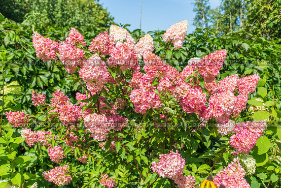 Гортензия метельчатая Ваниль Фрэз / Рени. Hydrangea paniculata Vanille Fraise / Rehny. Штамб. Стоковое фото, фотограф Ольга Сейфутдинова / Фотобанк Лори