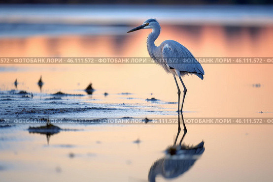 Graceful egret standing in tranquil wetlands at sunset. Стоковое AI-изображение, AI-художник Иван Рябоконь / Фотобанк Лори