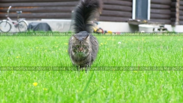Graceful Gray Tabby Cat walking on green grass meadow. Funny little cat outdoors. Beautiful grey feline is in a lawn outside. Kitten walks looking to camera. Backyard, summer day. Animal in the nature. Стоковое видео, видеограф Марина Демидюк / Фотобанк Лори