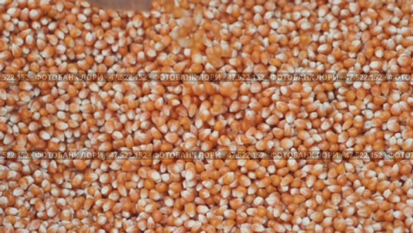 Grains of a special kind of corn. The cook is stirring the corn kernels. Стоковое видео, видеограф Mikhail Davidovich / Фотобанк Лори