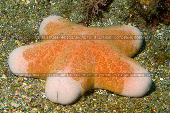 Granular sea star (Choriaster granulatus), Lembeh Strait, Indonesia. VW Pics/Stocktrek Images/TASS. Стоковое фото, агентство ТАСС / Фотобанк Лори