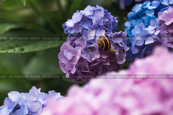 Grape snail (Helix pomatia) on a flowering hydrangea. A garden pest. An edible snail. A terrestrial gastropod mollusk of the Helicidae family. Стоковое фото, фотограф Photojuli / Фотобанк Лори