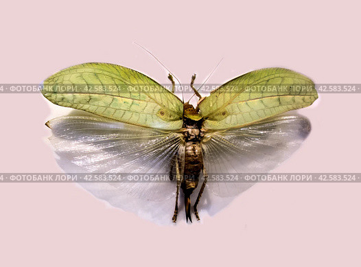 Grasshopper Pseudophyllus hercules Karny with spread wings/ Псевдофилл - - род кустарниковых сверчков, обитающий в Индокитае. Стоковое фото, фотограф Iva Noel / Фотобанк Лори