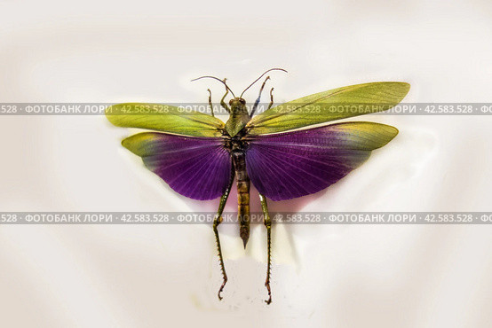 Grasshopper Titanacris albipes with spread wings/ Альбипес титанакрис, пурпурнокрылый кузнечик, вид южноамериканских кузнечиков. Стоковое фото, фотограф Iva Noel / Фотобанк Лори