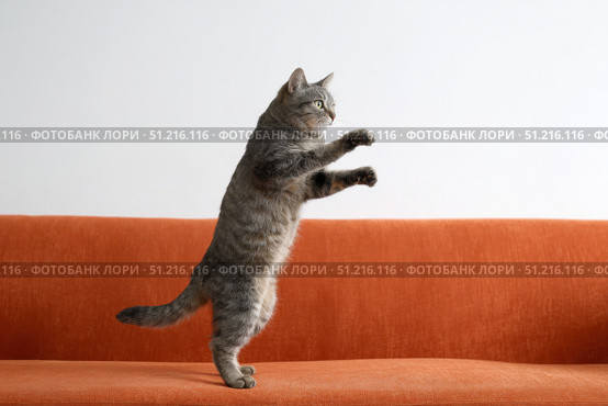 Gray tabby cat doing the pop dance move, standing on its hind legs, lifting one leg. Red sofa. Feline doing the iconic dance with arms raised above head and feet pointing upwards. Pet looks happy. Стоковое AI-изображение, AI-художник Марина Демидюк / Фотобанк Лори