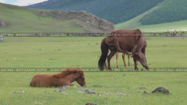Grazing horses on mountain pastures in Mongolia. Стоковое видео, видеограф Михаил Коханчиков / Фотобанк Лори