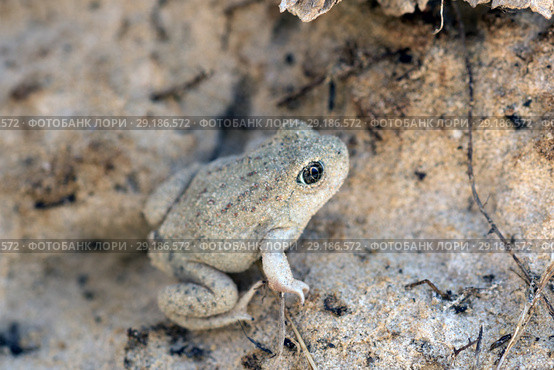 Great Basin Spadefoot Toad (Spea intermontana), Capitol Reef National Park, Utah, USA (2014 год). Стоковое фото, фотограф Ирина Кожемякина / Фотобанк Лори