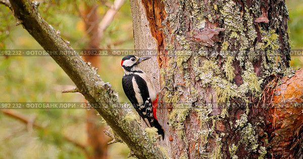 Great spotted woodpecker bird on a tree looking for food. Great spotted woodpecker (Dendrocopos major) is a medium-sized woodpecker with pied black and white plumage and a red patch on the lower belly. Стоковое фото, фотограф Андрей Армягов / Фотобанк Лори