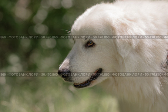 GreatPyrenees dog portrait park: White dog looks outdoors in summer, probably enjoying a walk. Стоковое фото, фотограф svetograph / Фотобанк Лори