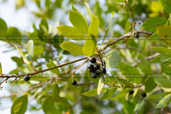 Green bay leaf with black seeds growing in organic garden. Стоковое фото, фотограф Ирина Мойсеева / Фотобанк Лори