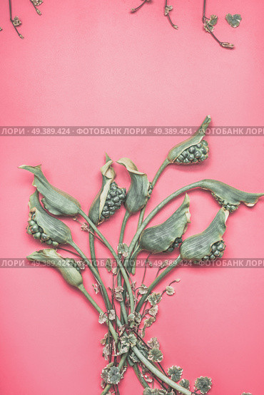Green calla flowers bunch on pink background, floral flat lay. Стоковое фото, агентство Ingram Publishing / Фотобанк Лори
