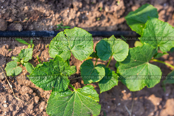 Green cucumber leaves on a bed with drip irrigation, close-up. Growing vegetable seedlings in the garden in summer. Стоковое фото, фотограф Коханова Наталья / Фотобанк Лори
