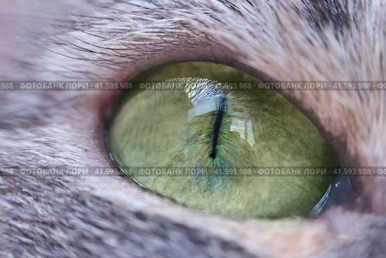 Green eye and black pupil of a gray cat close-up. Macro photography of the green and yellow eyes of a pet, frontally. Стоковое фото, фотограф Андрей Журавлев / Фотобанк Лори