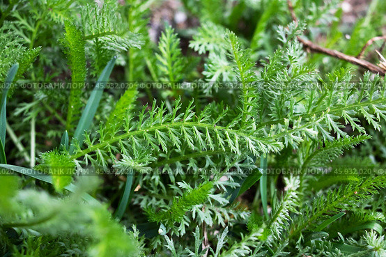 Green feathery leaves of achillea millefolium or yarrow plant. Стоковое фото, фотограф Аксенова Вера / Фотобанк Лори