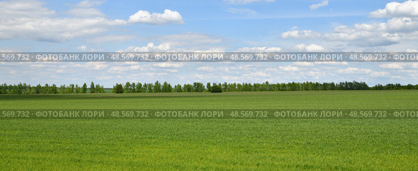 Green field in spring with trees along the edge, Russia. Стоковое фото, фотограф Володина Ольга / Фотобанк Лори