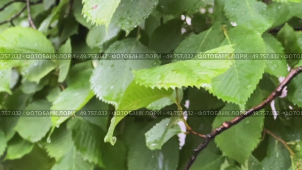 Green hazel leaves under raindrops. Стоковое видео, видеограф Ярославский Максим / Фотобанк Лори