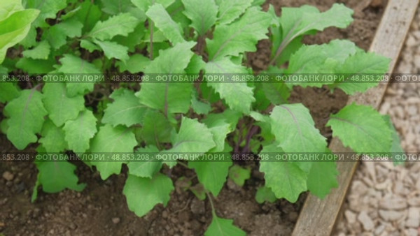 Green Kohlrabi seedlings growing in garden bed. Vegetable greenhouse. Purple Kohlrabi cabbage young plants. Agricultural field. Brassica. Organic farming, healthy food, BIO viands, back to nature. Стоковое видео, видеограф Марина Демидюк / Фотобанк Лори