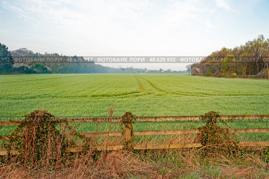 Green Landscape wheat field in Celbridge countryside, Kildare, Ireland. Стоковое фото, фотограф Татьяна Кахилл / Фотобанк Лори
