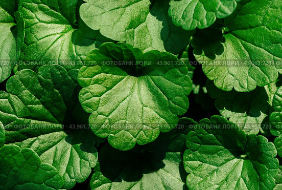 Green leaves glechoma hederacea close up, detailed texture. Natural vibrant green leaf ground ivy background. Natural pattern. Стоковое фото, фотограф Марина Багрова / Фотобанк Лори