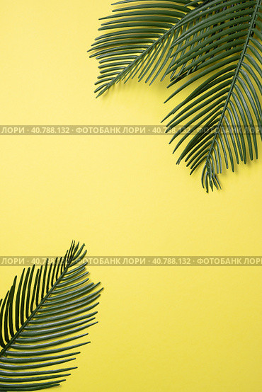 Green palm leaves on a bright yellow background. Стоковое фото, фотограф Анна Никитина / Фотобанк Лори