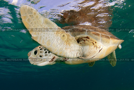 Green sea turtle (Chelonia mydas) taking a breath on the surface in Akumal bay, Mexico. VW Pics/Stocktrek Images/TASS. Стоковое фото, агентство ТАСС / Фотобанк Лори