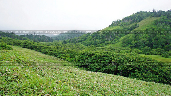 Green summer landscape. Shikotan Island in the Far East. The Kuril Islands. Blooming meadows. Стоковое фото, фотограф Николай Евсюков / Фотобанк Лори