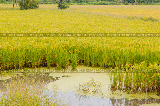 Green, yellow paddy rice field, Thailand. Стоковое фото, агентство Ingram Publishing / Фотобанк Лори