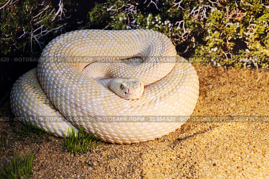 Гремучая змея прерийный альбинос.  Great Basin Rattlsnake. Стоковое фото, фотограф Галина Савина / Фотобанк Лори