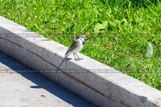 Grey wagtail (Motacilla cinerea) close up. Стоковое фото, фотограф Евгений Ткачёв / Фотобанк Лори