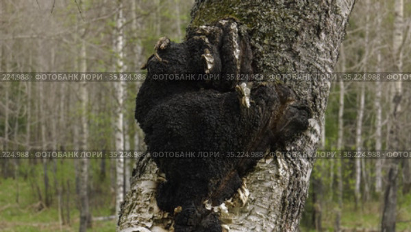 Гриб чага на стволе березы. A chaga fungus on the trunk of a birch tree. Стоковое видео, видеограф Евгений Романов / Фотобанк Лори