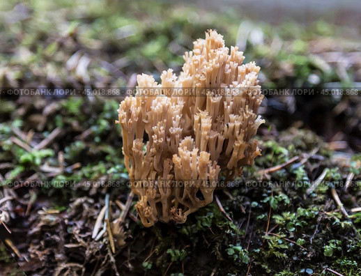 Гриб Клавикорона коробчатая (artomyces pyxidatus) в осеннем лесу, крупным планом. Стоковое фото, фотограф Наталья Волкова / Фотобанк Лори