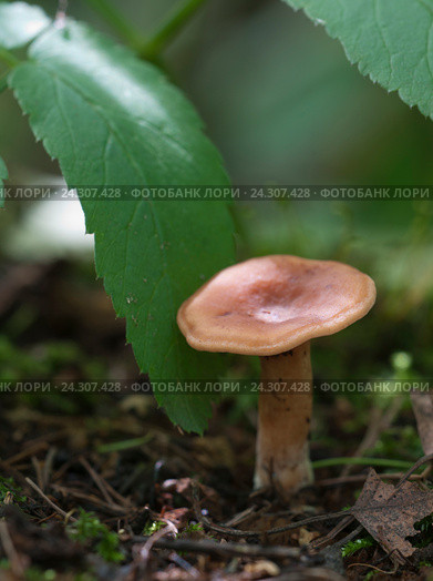 Гриб Млечник чахлый (Lactarius tabidus) на пне. Стоковое фото, фотограф Александр Курлович / Фотобанк Лори