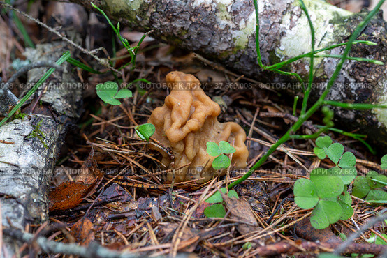 Гриб строчок гигантский (Gyromitra gigas) Стоковое фото, фотограф Ирина Яровая / Фотобанк Лори