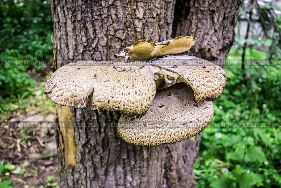 Гриб трутовик чешуйчатый (Polyporus squamosus, Полипорус чешуйчатый) на стволе дерева./ A scaly tinder mushroom Polyporus Squamosus fungus on a tree trunk. Стоковое фото, фотограф Iva Noel / Фотобанк Лори