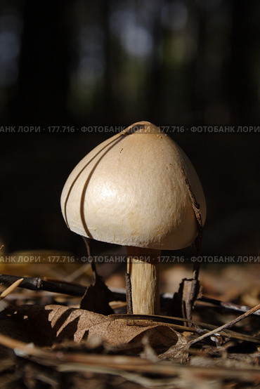 Грибок. Стоковое фото, фотограф Антон Тарасов / Фотобанк Лори