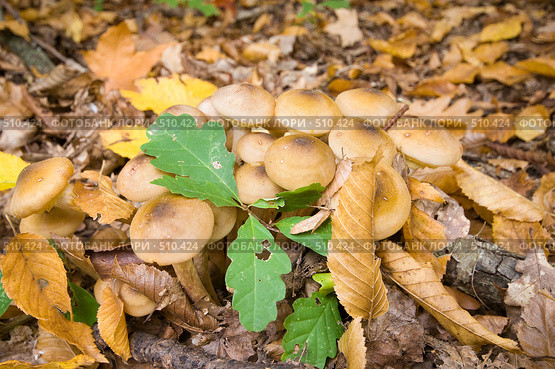 Грибы опята осенние, настоящие.Трихоломовые или рядовковые. Armillaria mellea. L. Стоковое фото, фотограф Федор Королевский / Фотобанк Лори