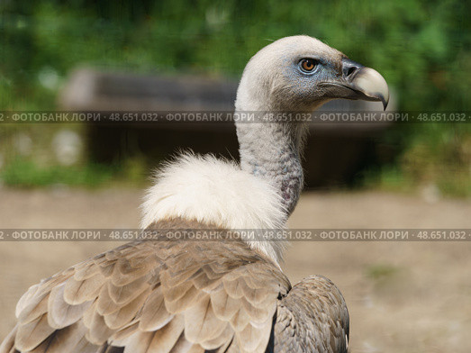 Griffon vulture portrait. Image of bird in the sunny summer day. Стоковое фото, фотограф YuryKara / Фотобанк Лори